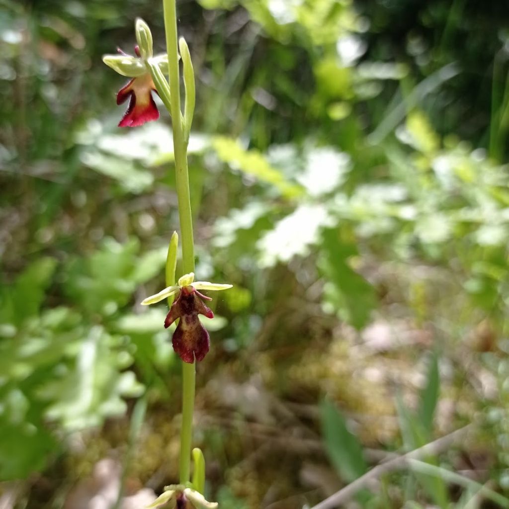 Orchidee Poggi di Monte